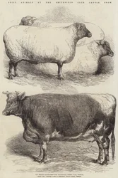 Cena zvířat na Smithfield Club Cattle Show